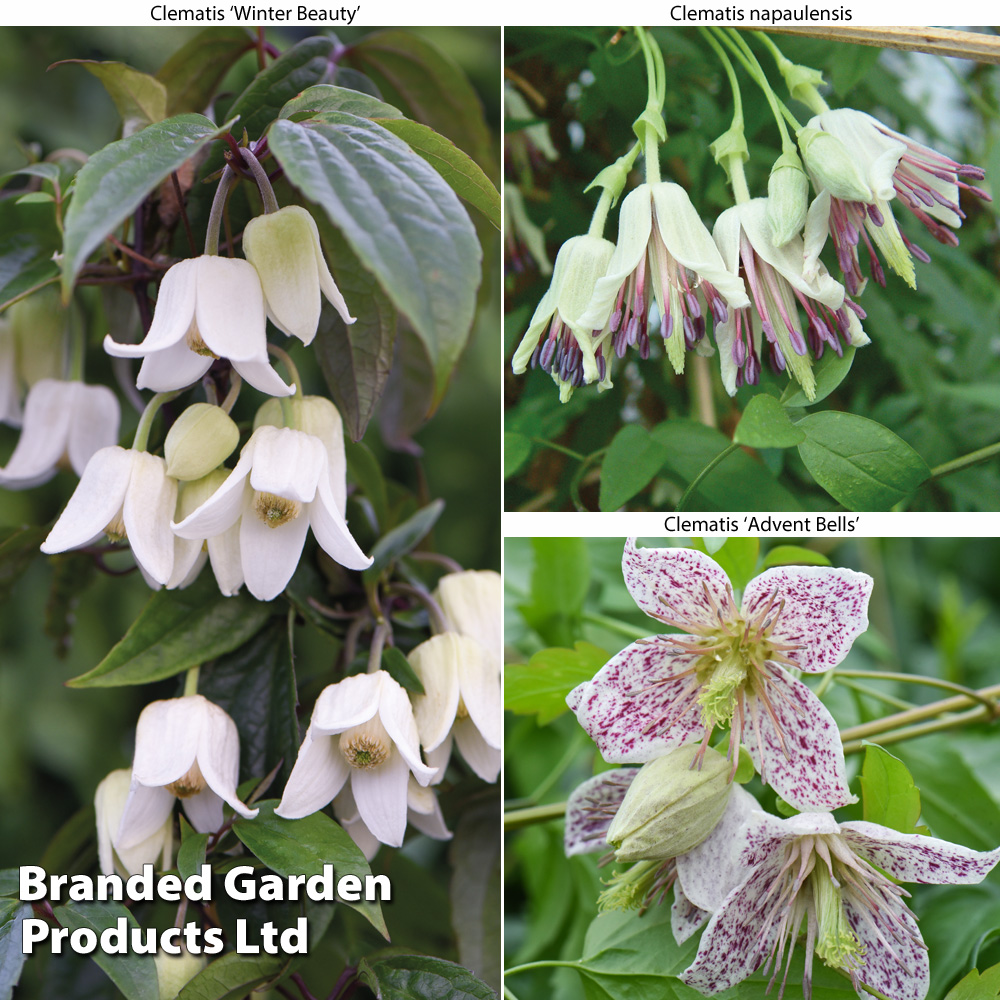 Winter Flowering Clematis Trio Price Comparisons | Compare The Build