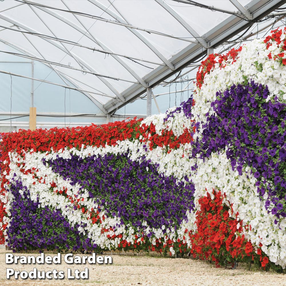 Petunia 'Easy Wave Union Jack Mix' Price Comparisons | Compare The Build