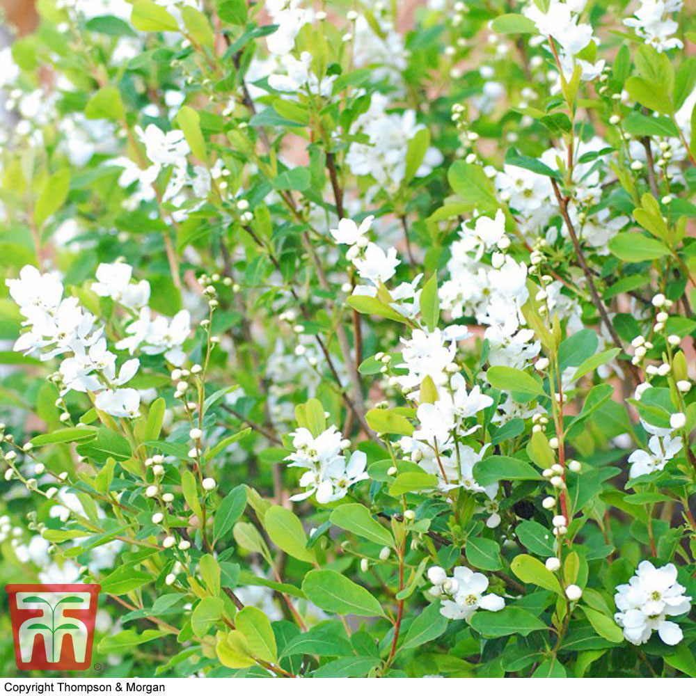 Exochorda x macrantha 'The Bride' Price Comparisons | Compare The Build