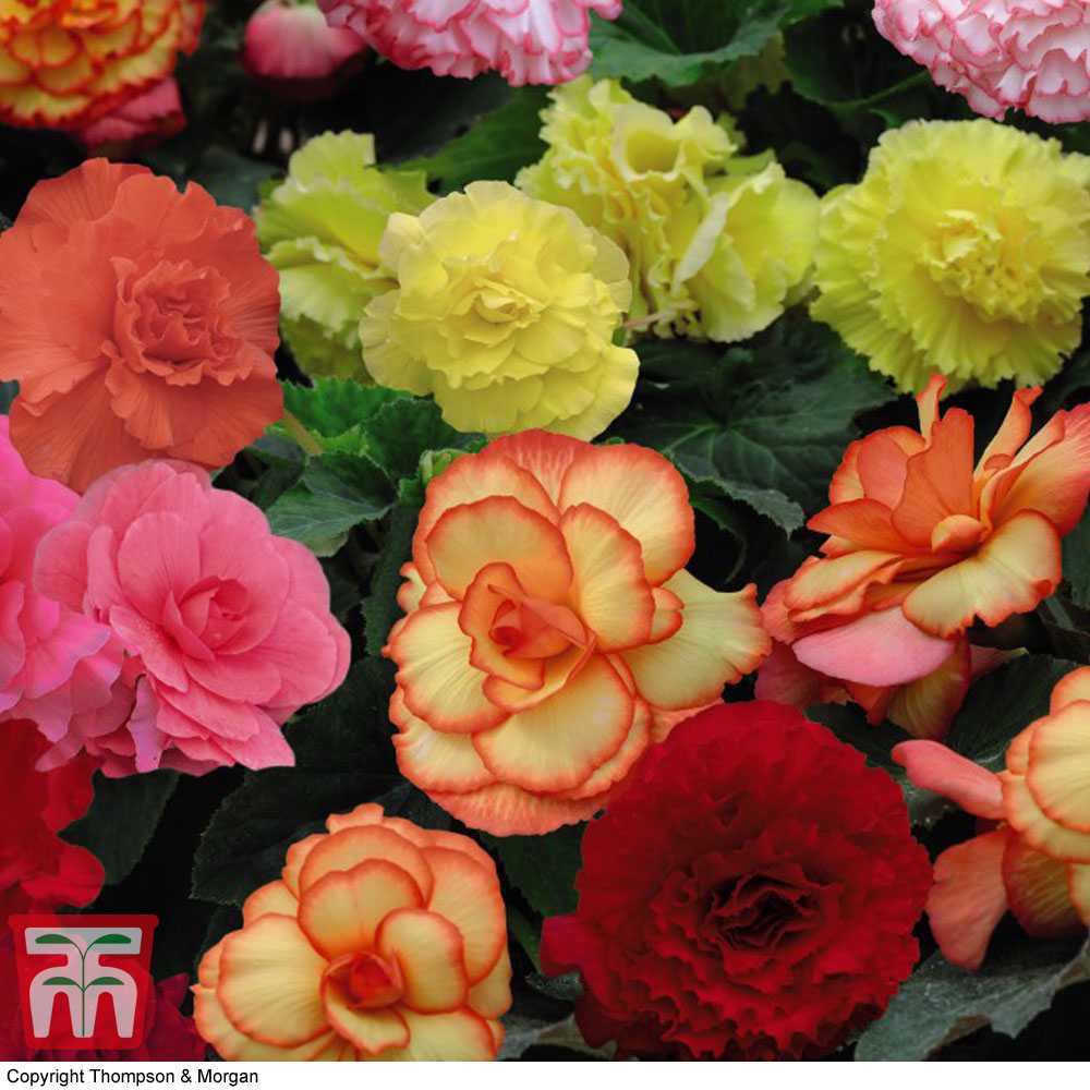 Begonia 'Majestic Mixed' Price Comparisons | Compare The Build