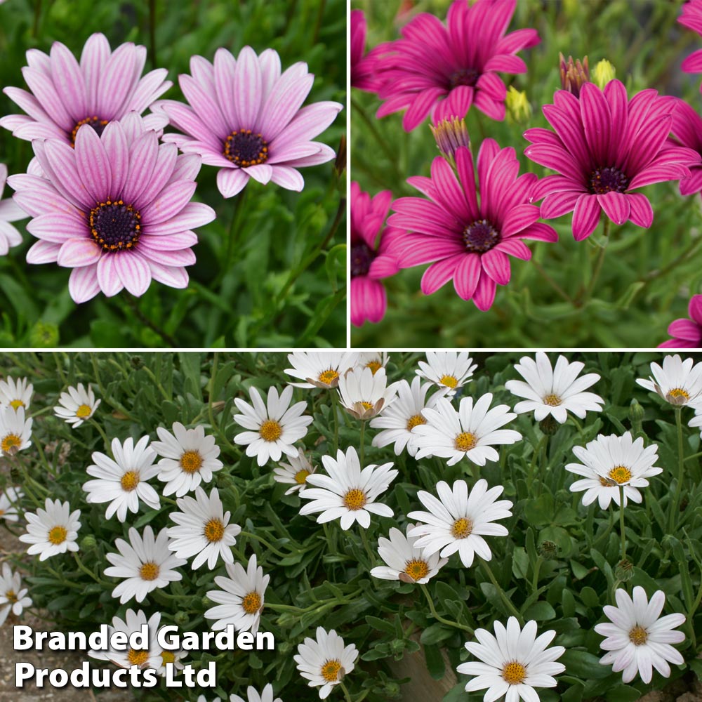 Hardy Osteospermum Collection Price Comparisons | Compare The Build