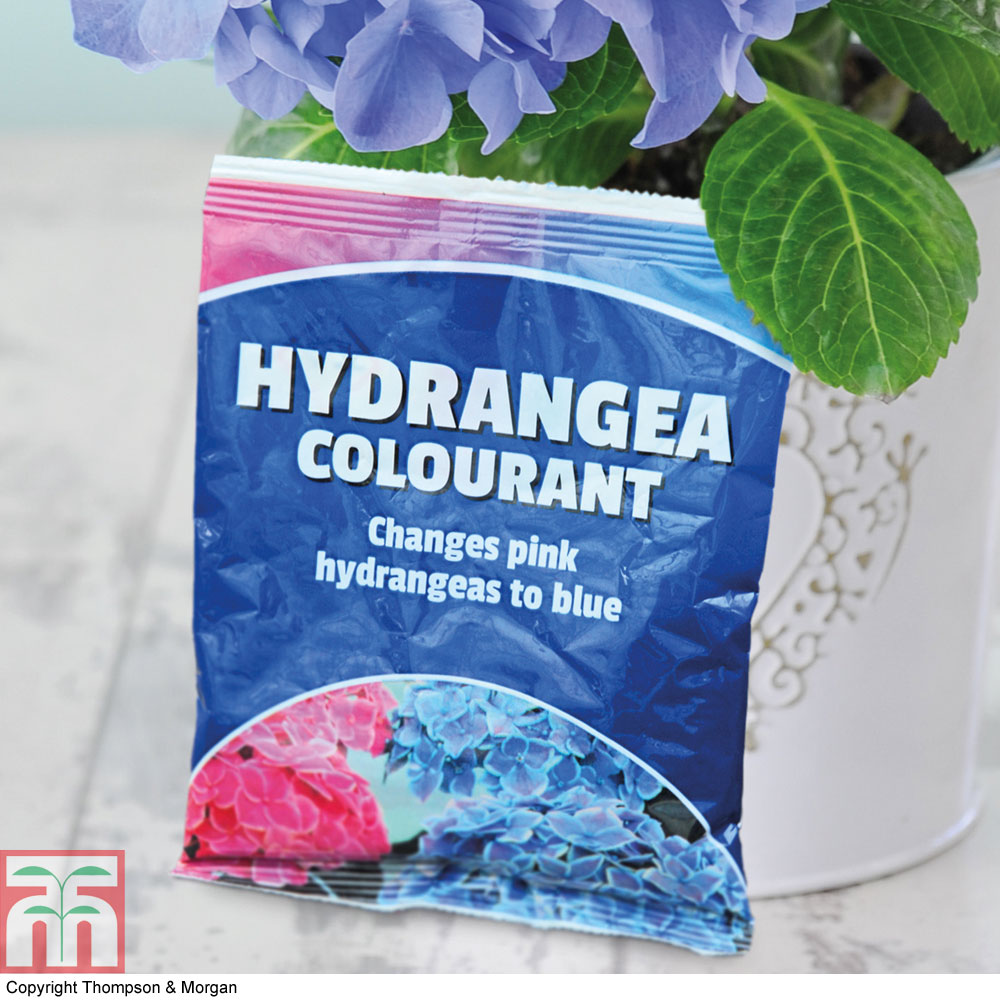 Hydrangea Colourant Price Comparisons | Compare The Build