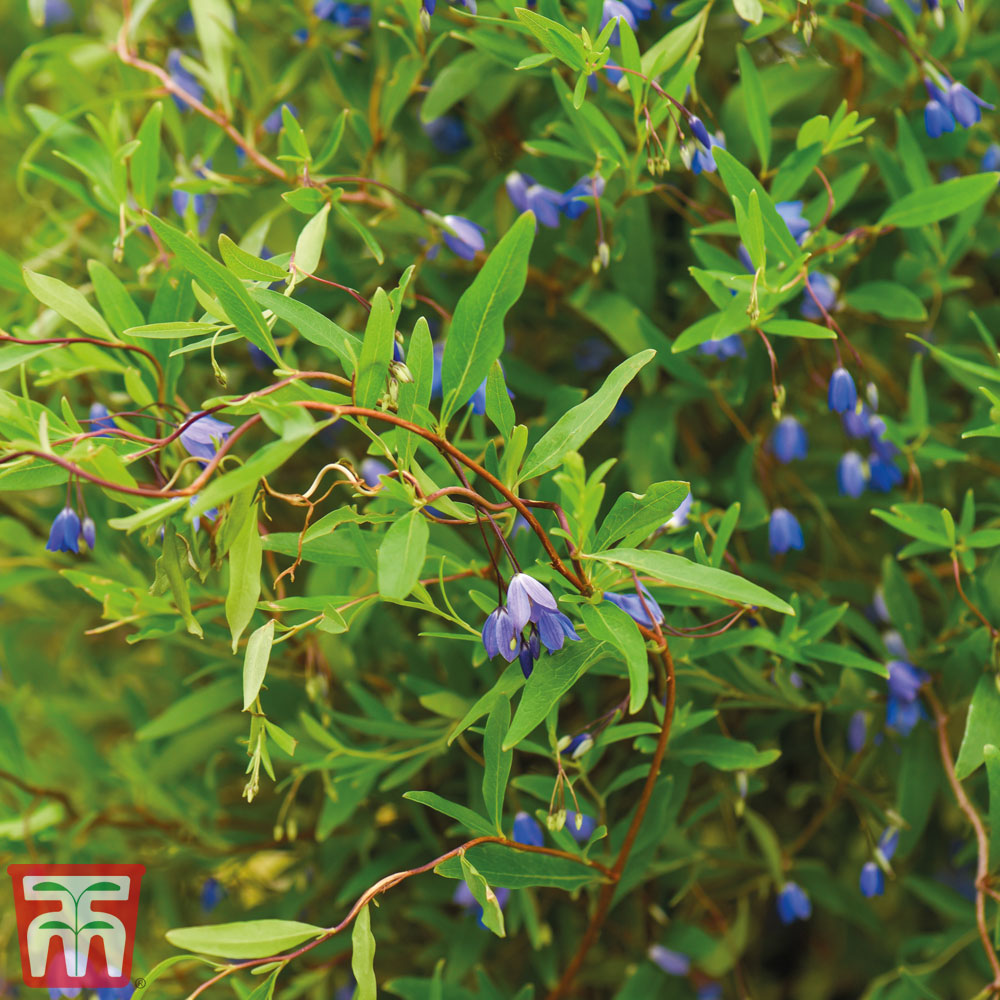 Sollya heterophylla Price Comparisons | Compare The Build