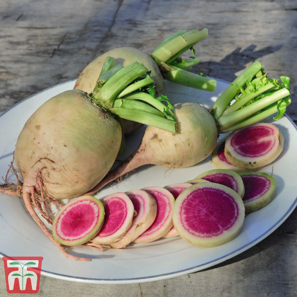 Daikon Radish 'Misato Rose Flesh' F1 Hybrid - Seeds Price Comparisons | Compare The Build