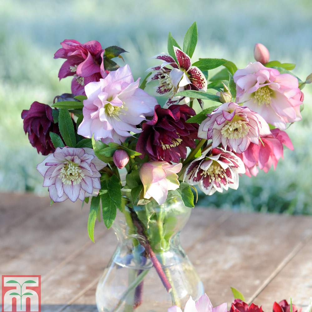 Hellebore 'Double Mixed' Price Comparisons | Compare The Build