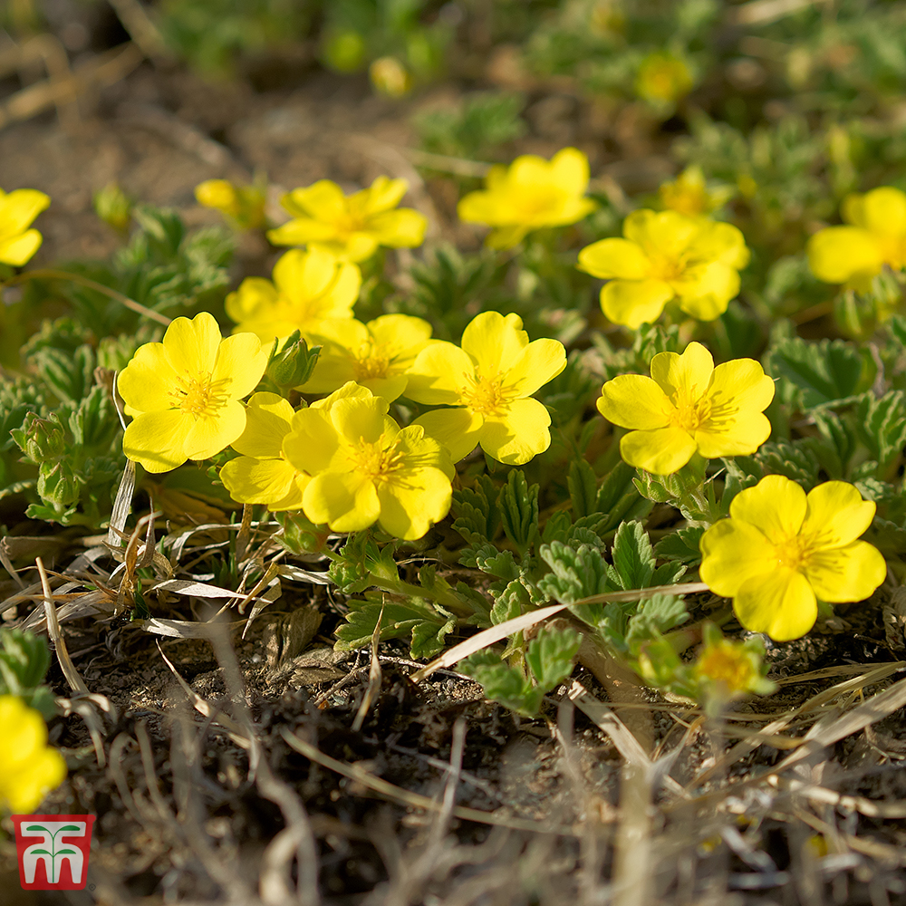 Potentilla fruticosa 'Medicine Wheel Mountain' Price Comparisons | Compare The Build