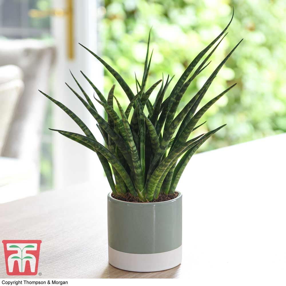 Sansevieria 'Fernwood' (House Plant) | Compare The Build