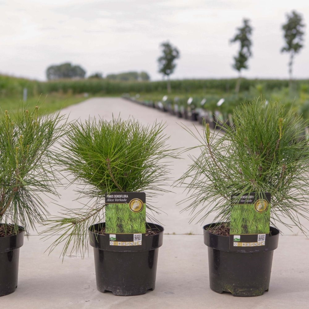 Pinus densiflora 'Alice Verkade' Price Comparisons | Compare The Build