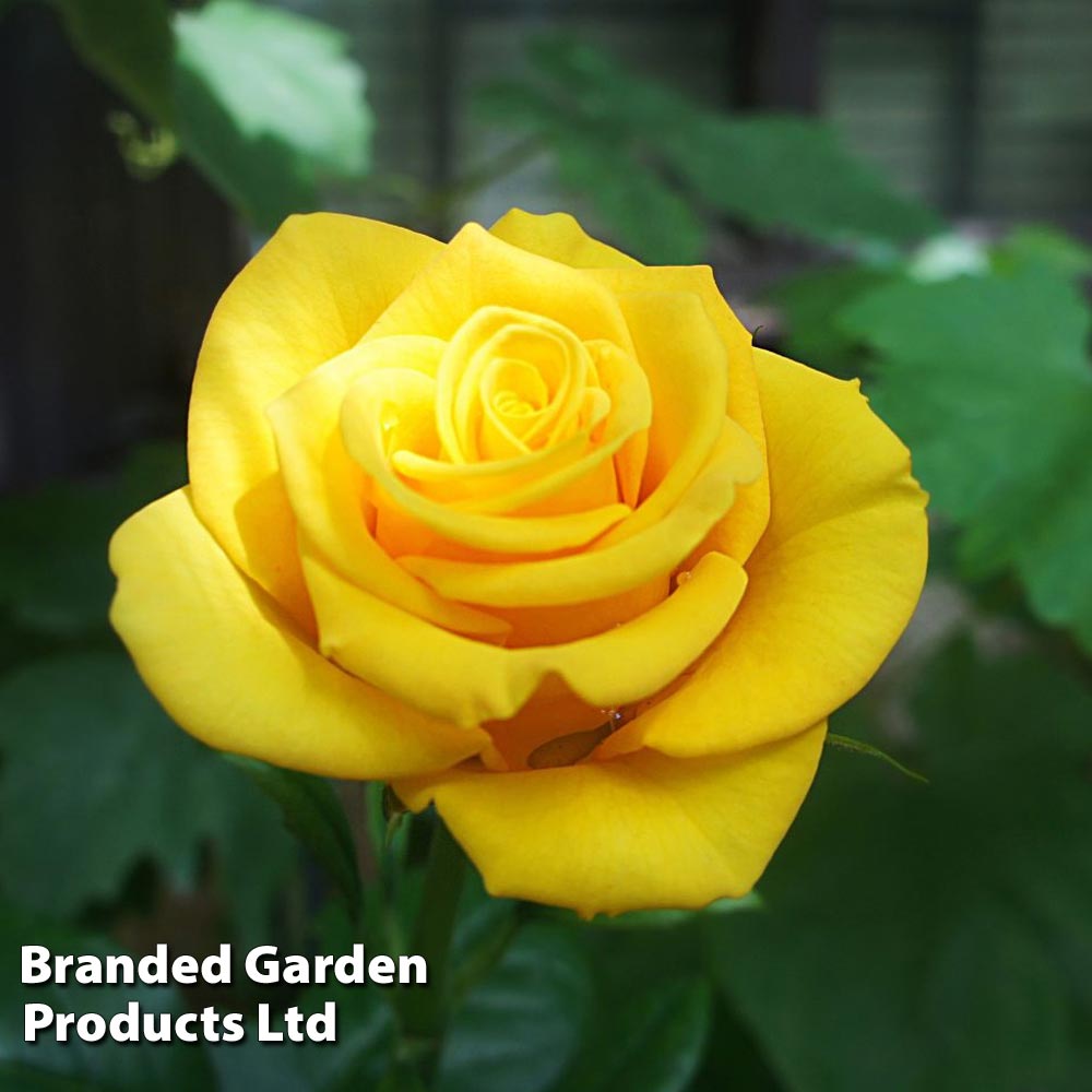 Rose 'Golden Wedding' (Floribunda Rose) Price Comparisons | Compare The Build