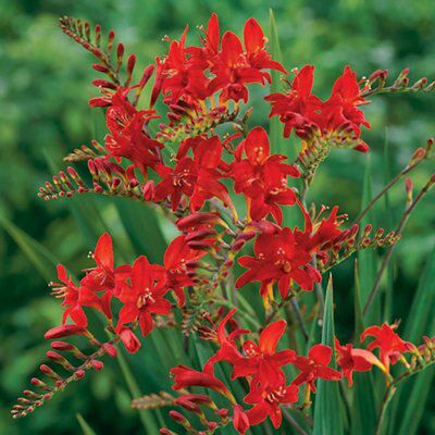 Crocosmia Price Comparisons | Compare The Build