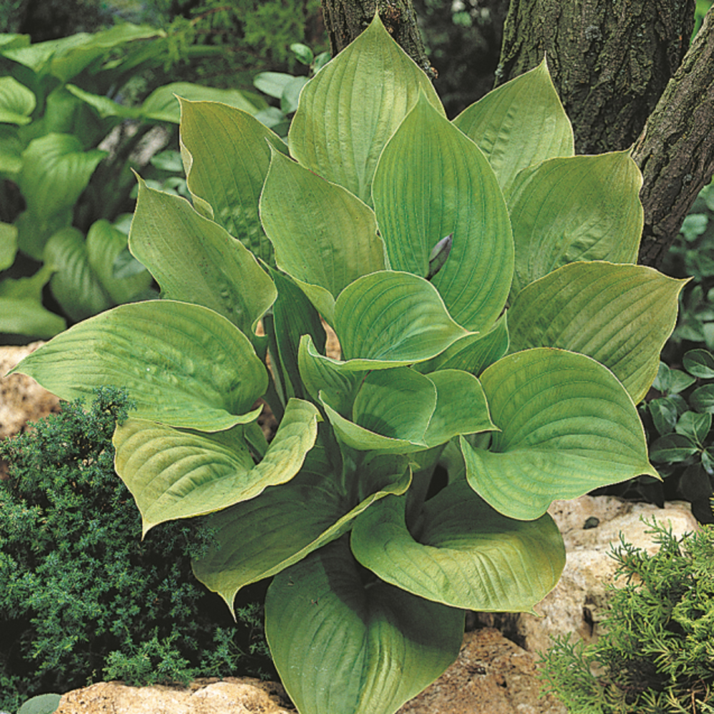 Hosta 'Sum and Substance' Price Comparisons | Compare The Build