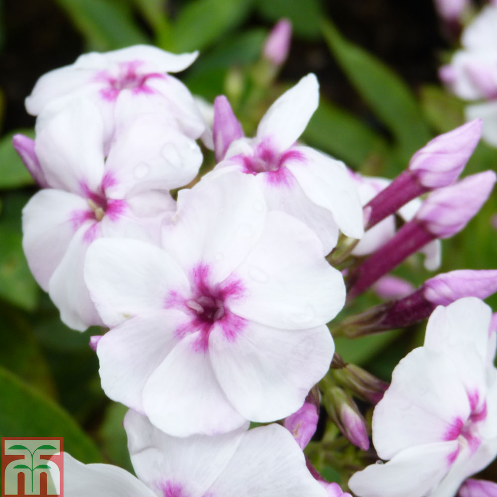 Phlox paniculata 'White Eye Flame' Price Comparisons | Compare The Build