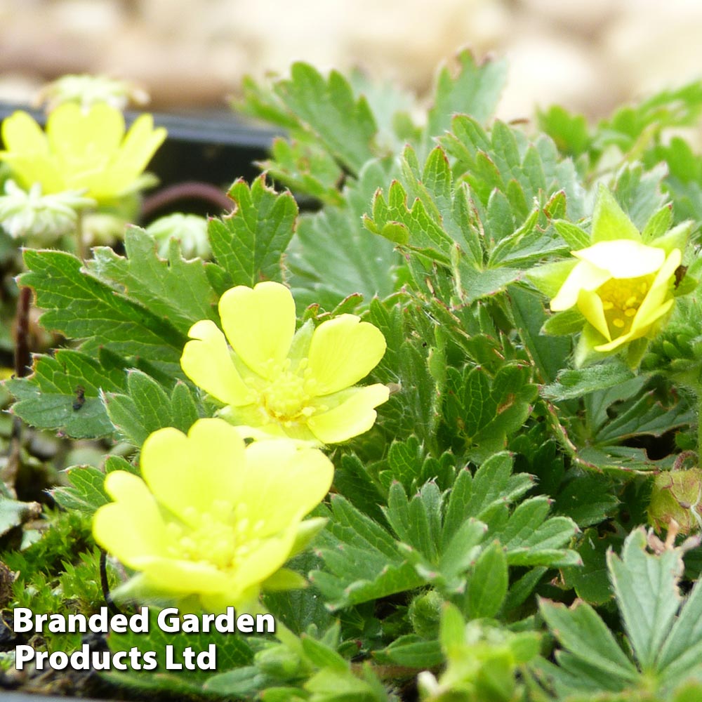 Potentilla neumanniana Price Comparisons | Compare The Build