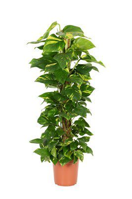 Large Devil's Ivy On Moss Pole Price Comparisons | Compare The Build