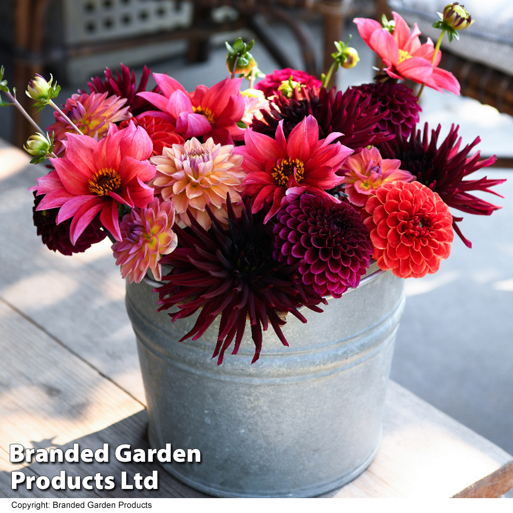 Dahlia 'Autumn Shades Mix' Price Comparisons | Compare The Build