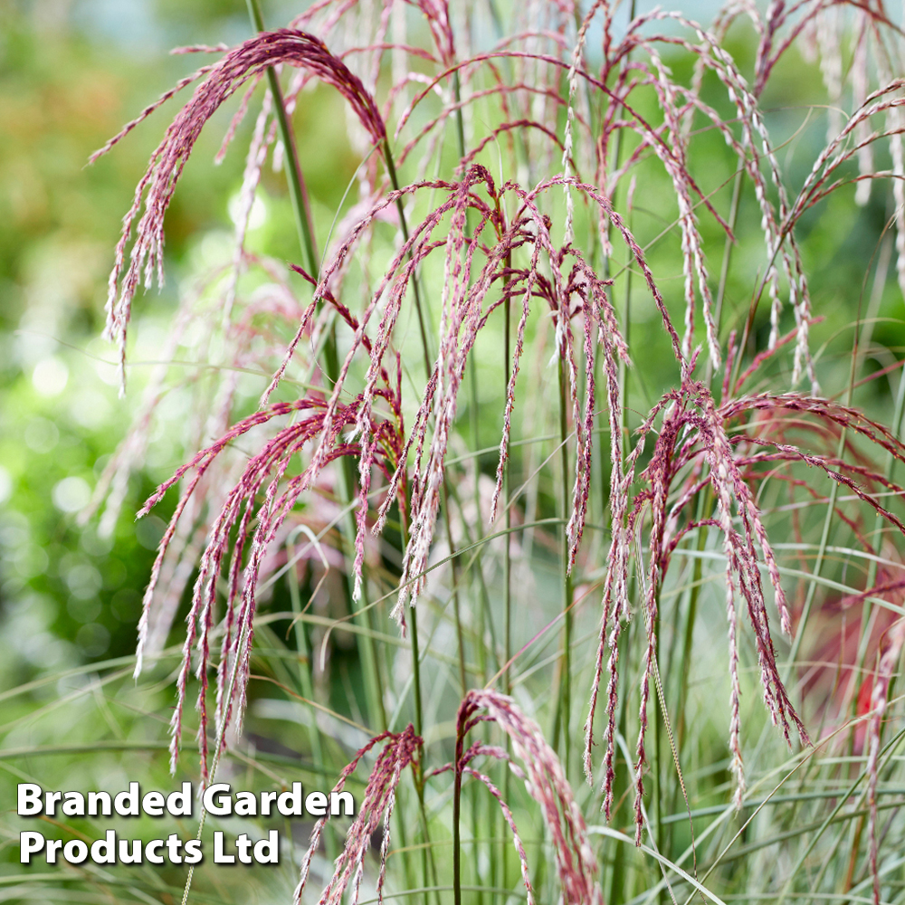 Miscanthus 'Silver Cloud' Price Comparisons | Compare The Build