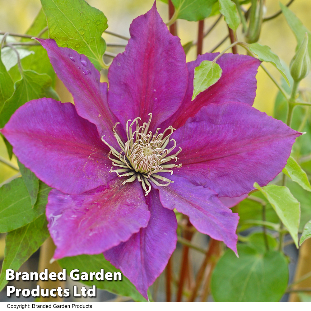 Clematis 'Gladys Picard' Price Comparisons | Compare The Build