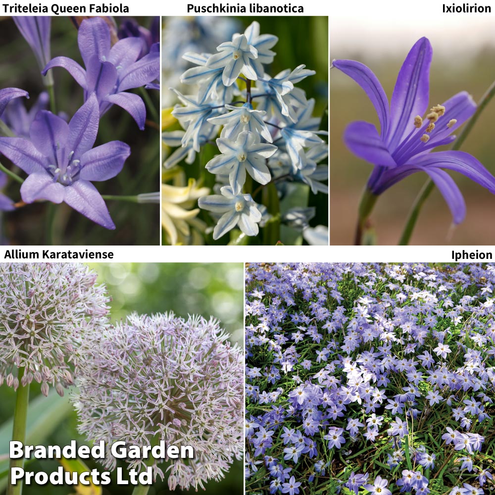 Spring Bulbs Mixed Flowering Collection Price Comparisons | Compare The Build