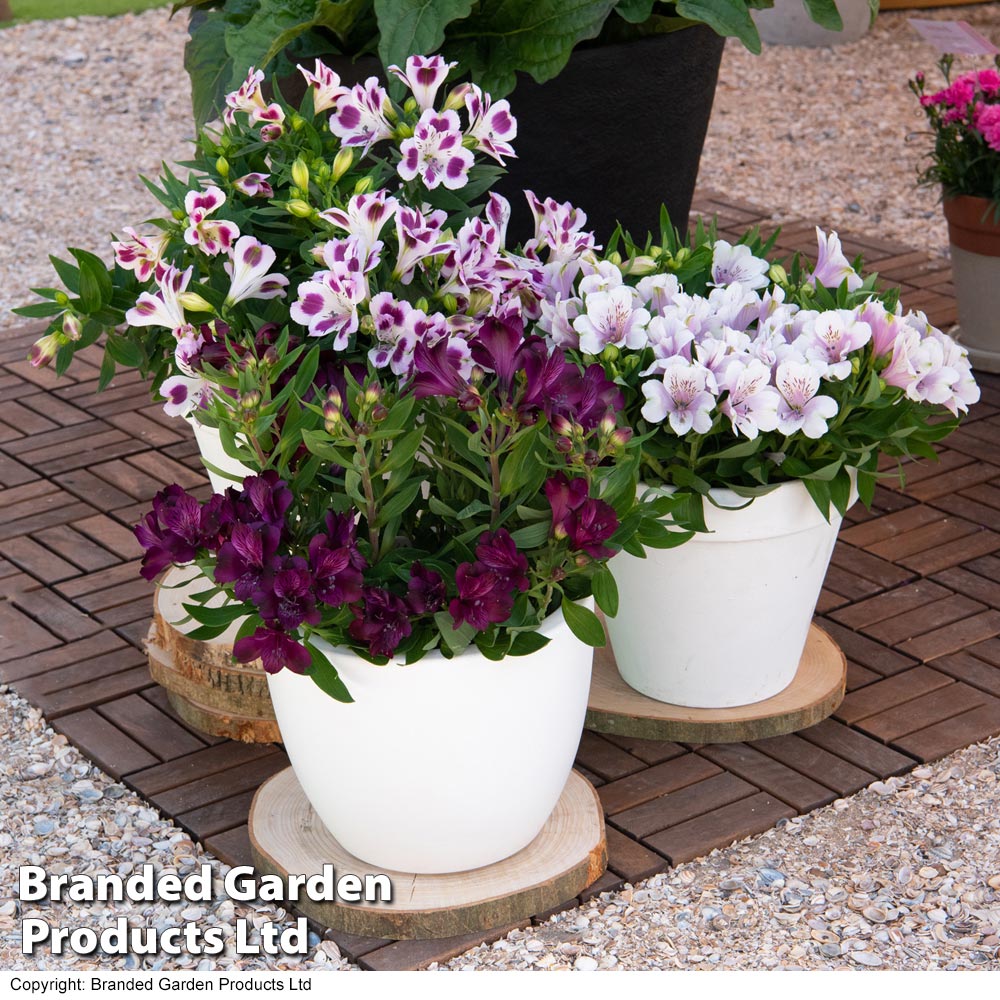 Alstroemeria inticancha 'Purple Passion Collection' Price Comparisons | Compare The Build