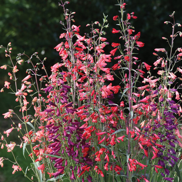 Penstemon barbartus 'Twizzle' | Compare The Build