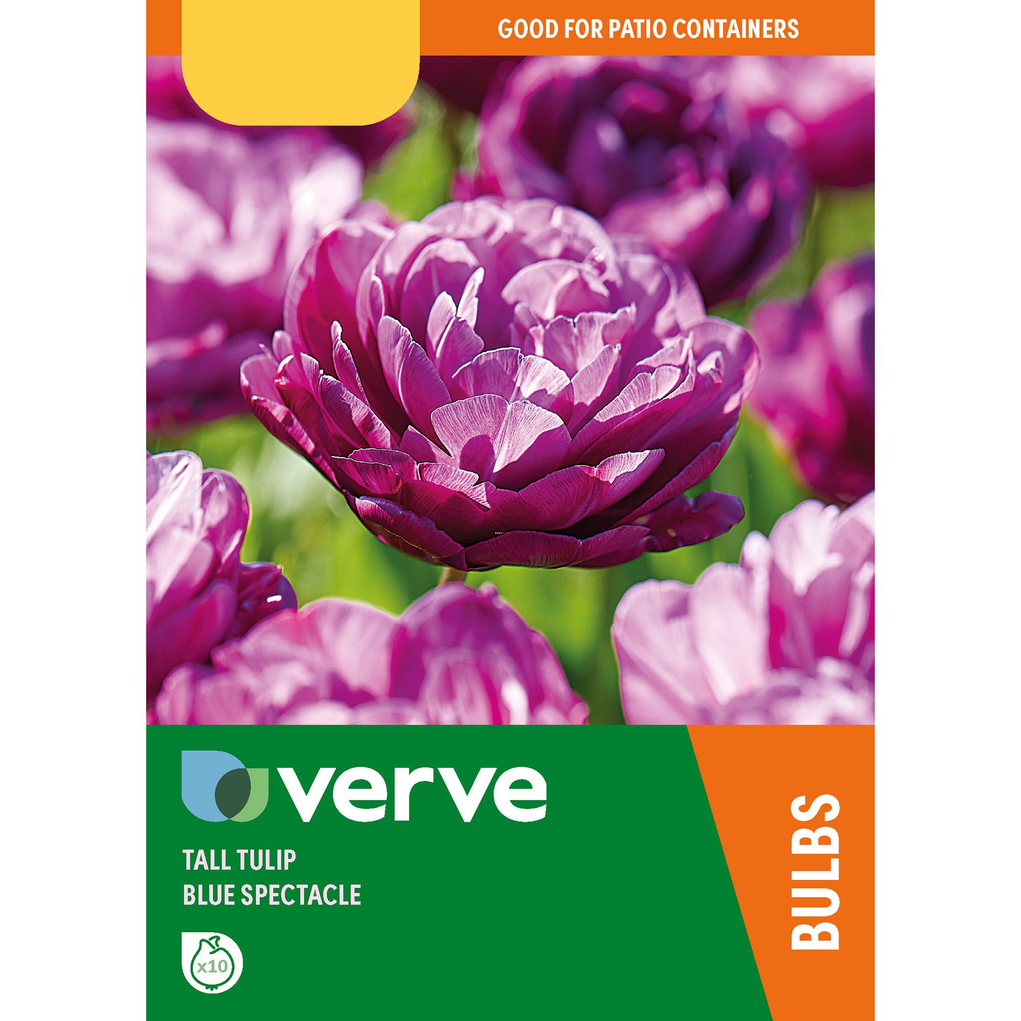 Verve Tall Tulip Blue Spectacle Flower Bulb, Pack Of 10 Price Comparisons | Compare The Build