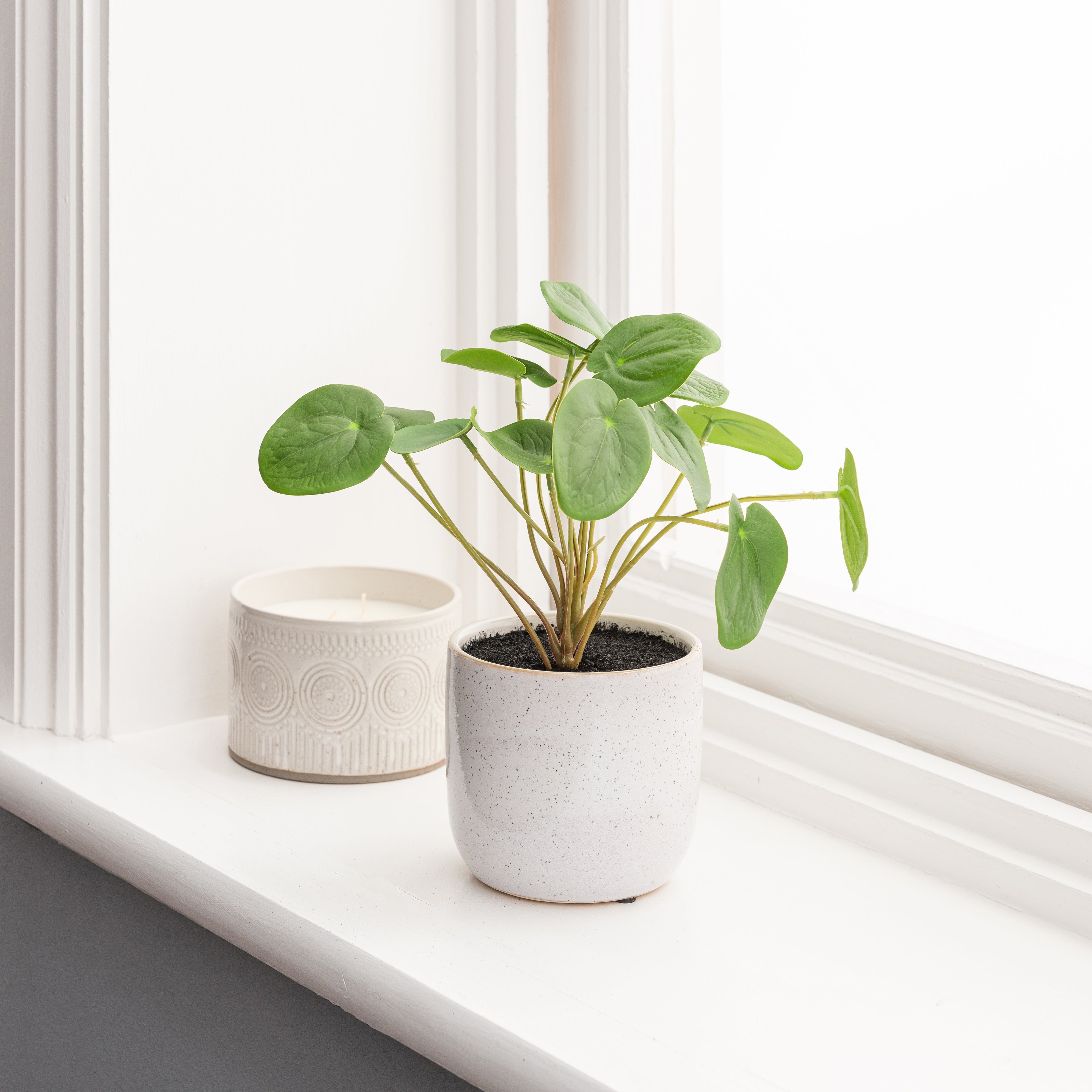 Chinese Money Plant Reactive Glaze Green Price Comparisons | Compare The Build