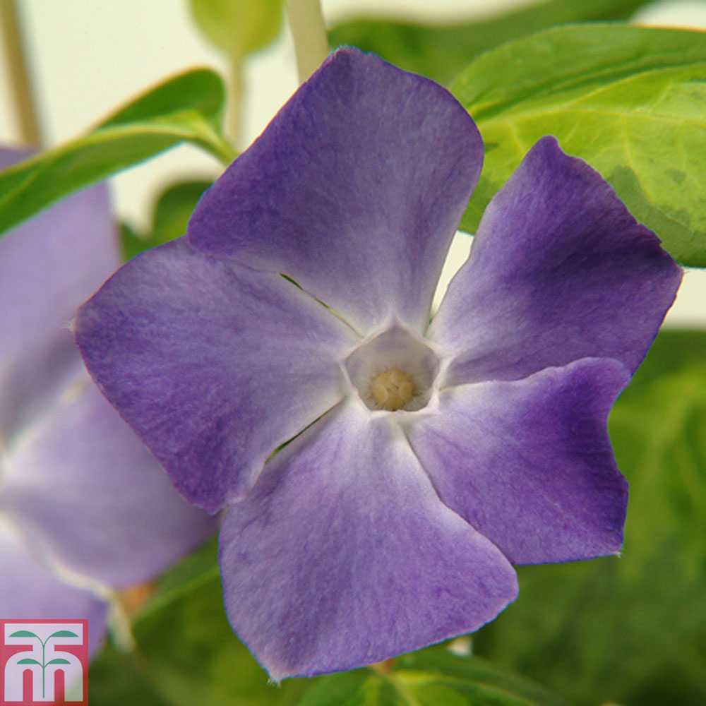 Vinca major 'Maculata' Price Comparisons | Compare The Build