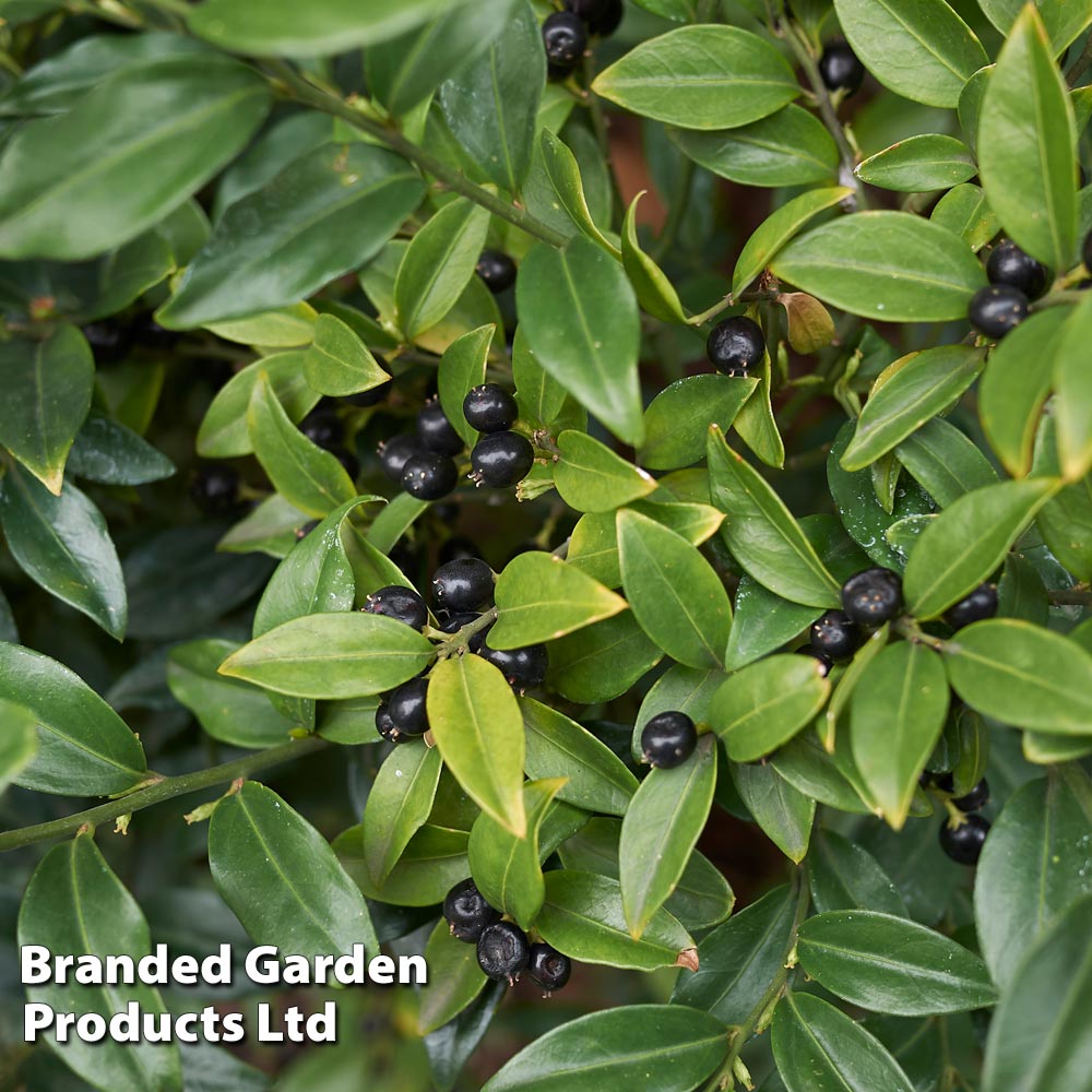 Sarcococca hookeriana var. humilis Price Comparisons | Compare The Build