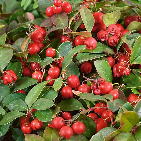 Gaultheria procumbens Plant Price Comparisons | Compare The Build