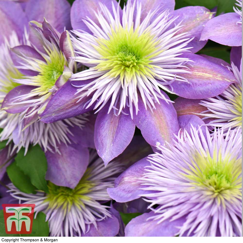Clematis Crystal Fountain&trade; evipo038 Price Comparisons | Compare The Build