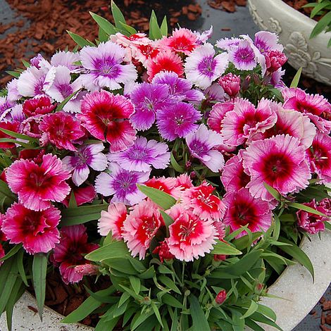 Dianthus chinensis Coronet Mixed Price Comparisons | Compare The Build