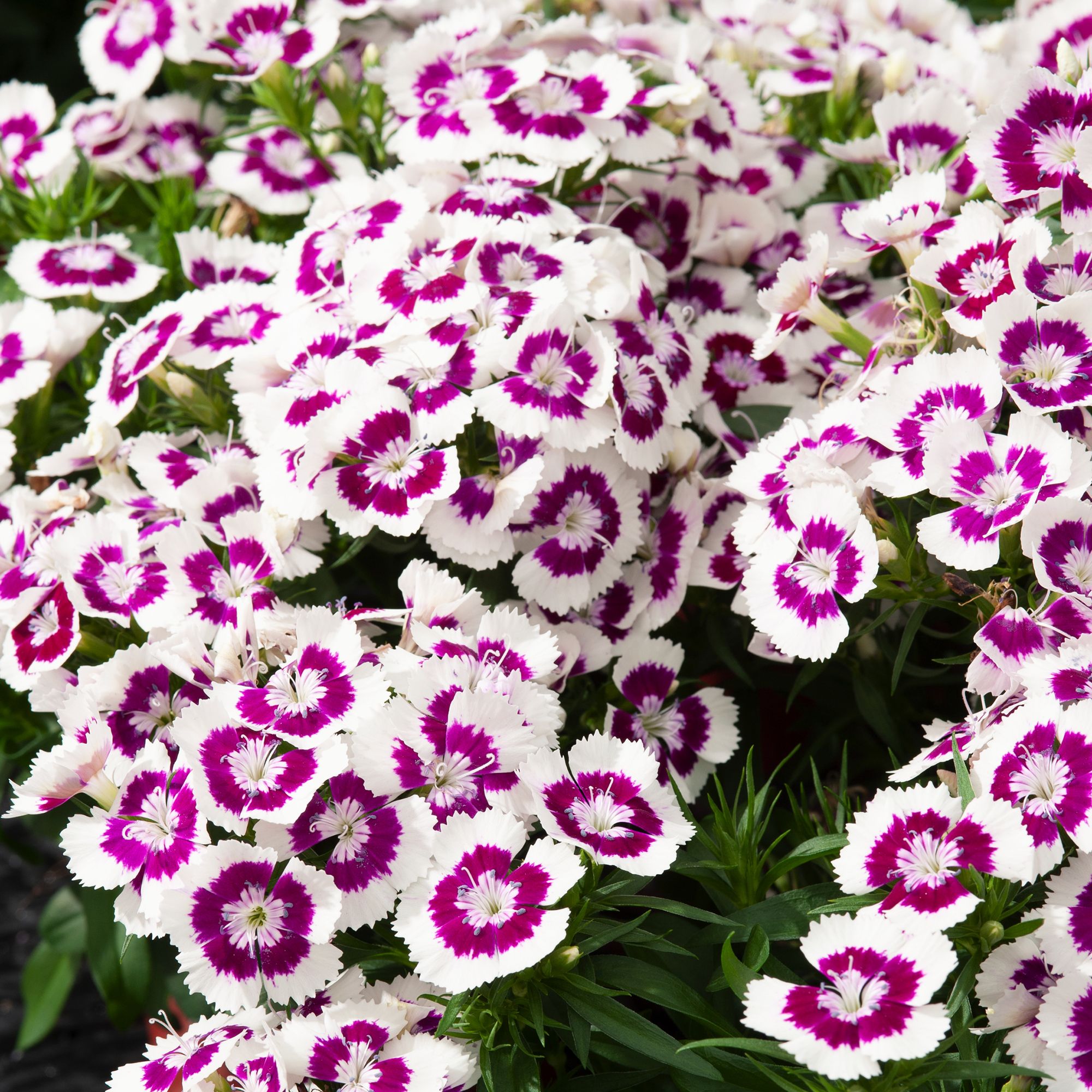 Verve Sweet William Purple Picotee Summer Bedding Plant 10.5Cm, Pack Of 6 Price Comparisons | Compare The Build