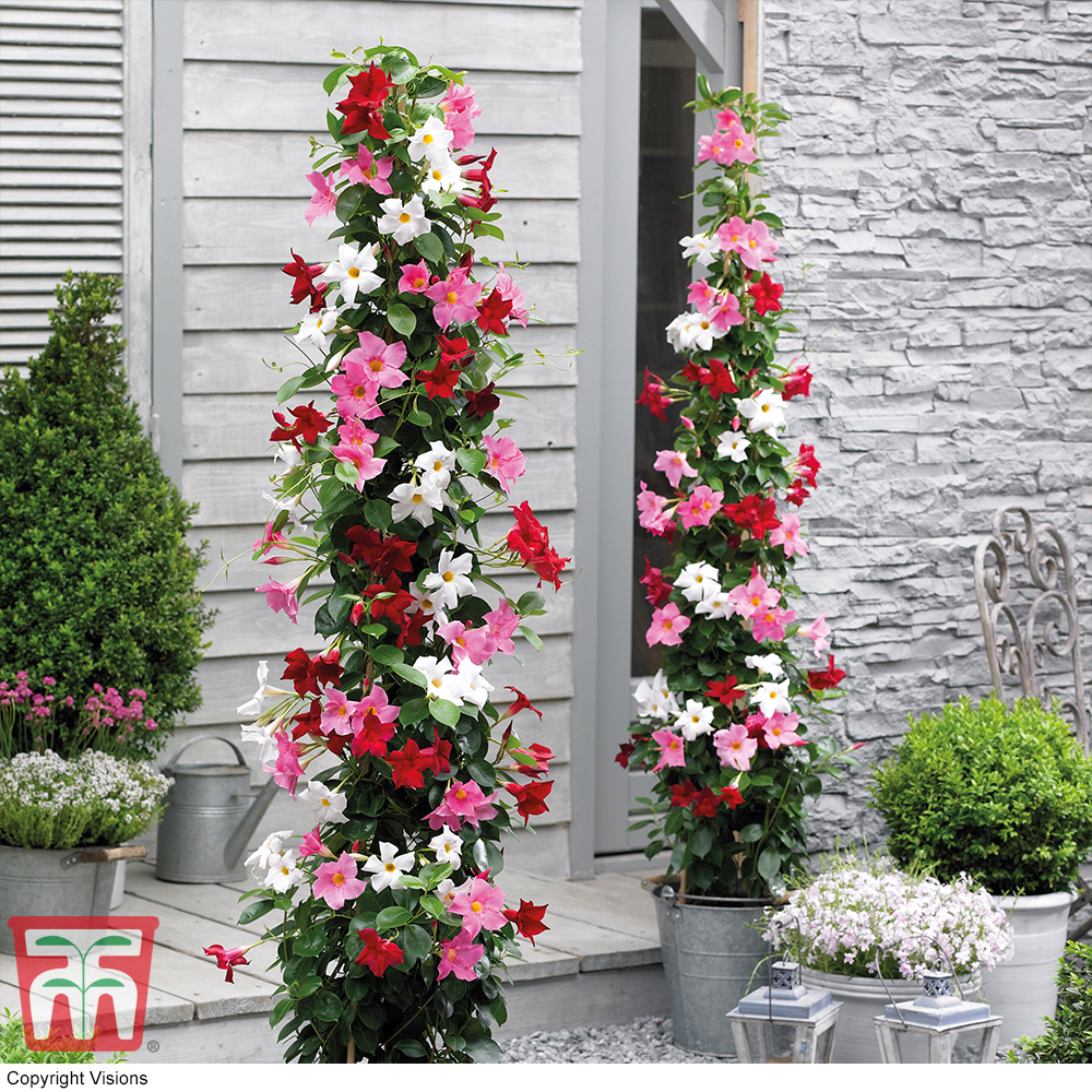 Mandevilla sanderi 'Bloom Bells&reg;' Trio Price Comparisons | Compare The Build