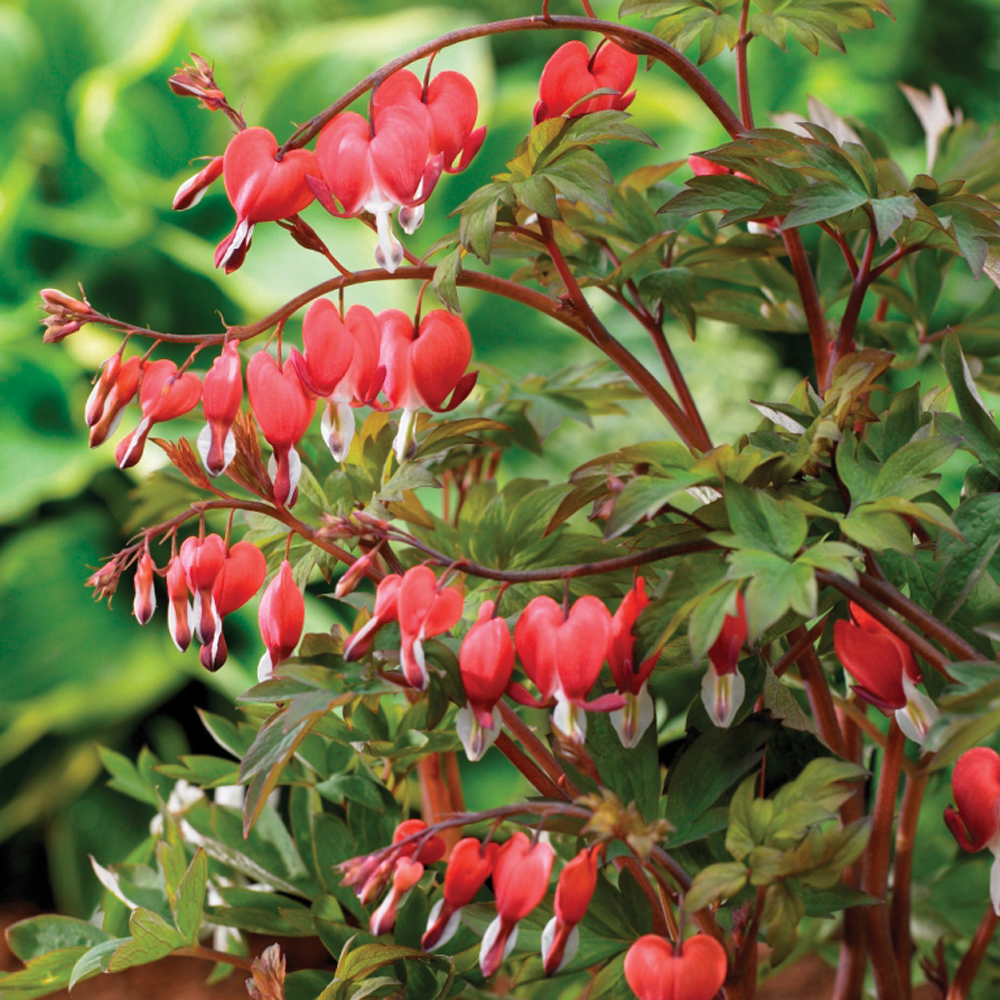 Dicentra spectabilis 'Valentine' | Compare The Build