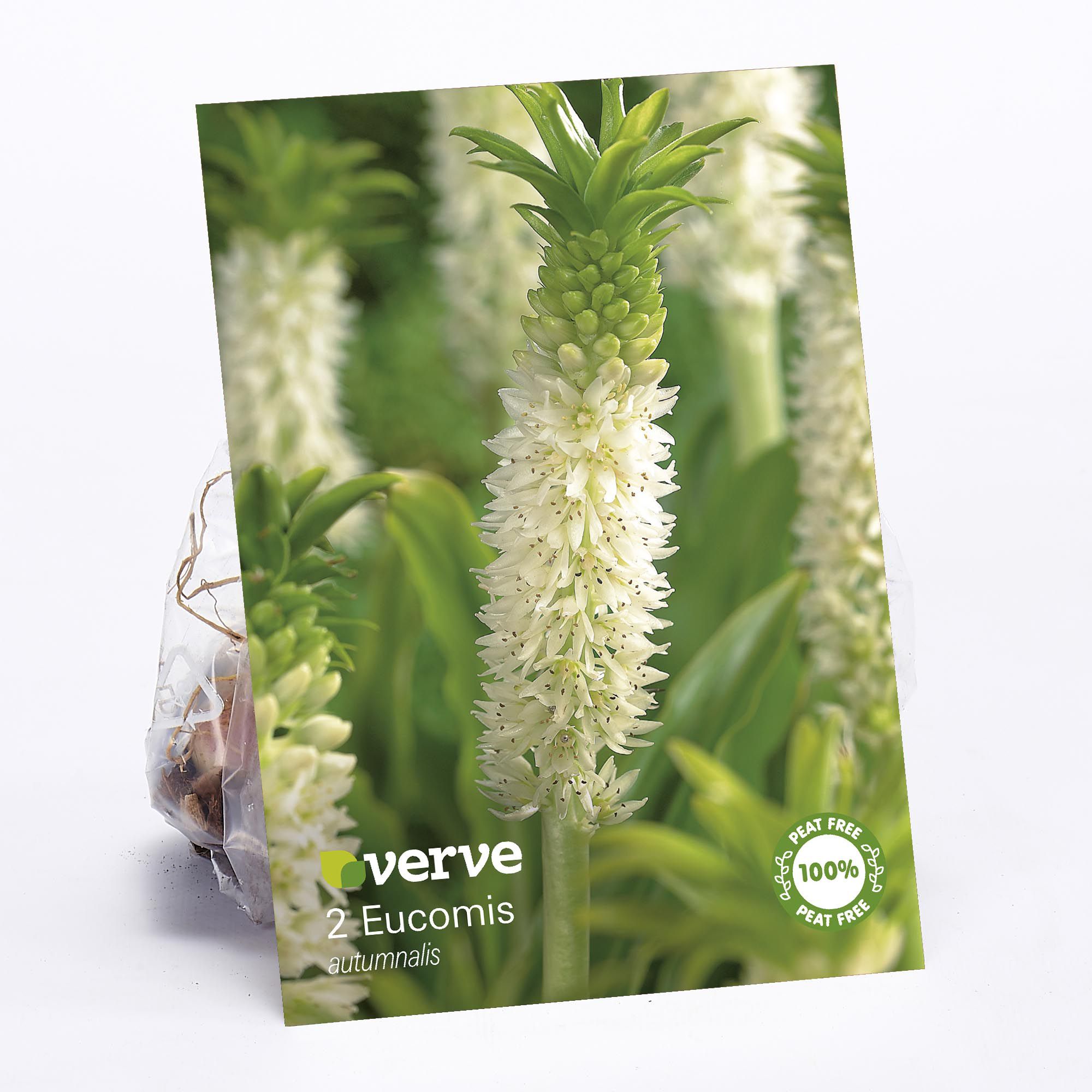 Core Pineapple Plant Flower Bulb, Pack Of 2 Price Comparisons | Compare The Build