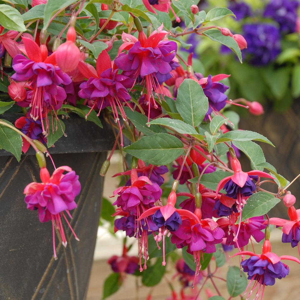 Fuchsia 'Dollar Princess' (Hardy) Price Comparisons | Compare The Build