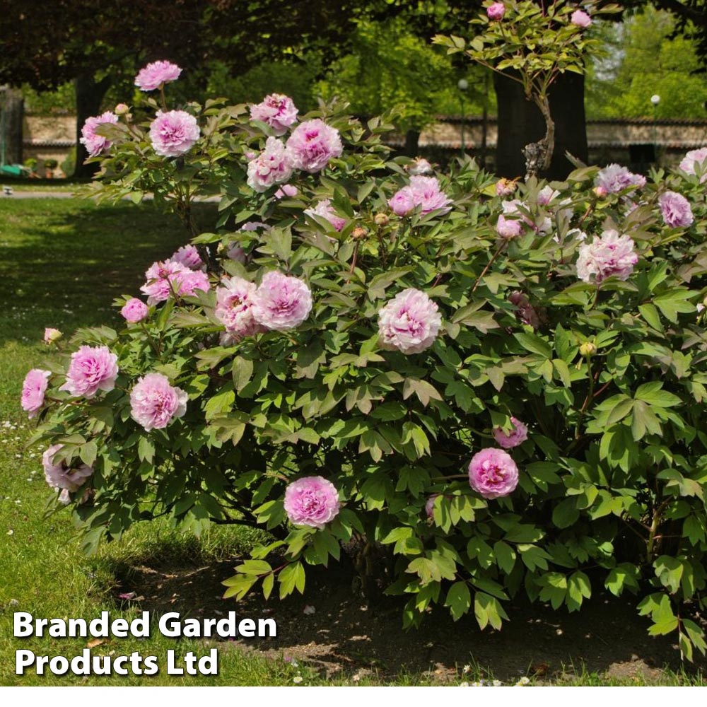 Peony 'Pink Double Dandy' Price Comparisons | Compare The Build