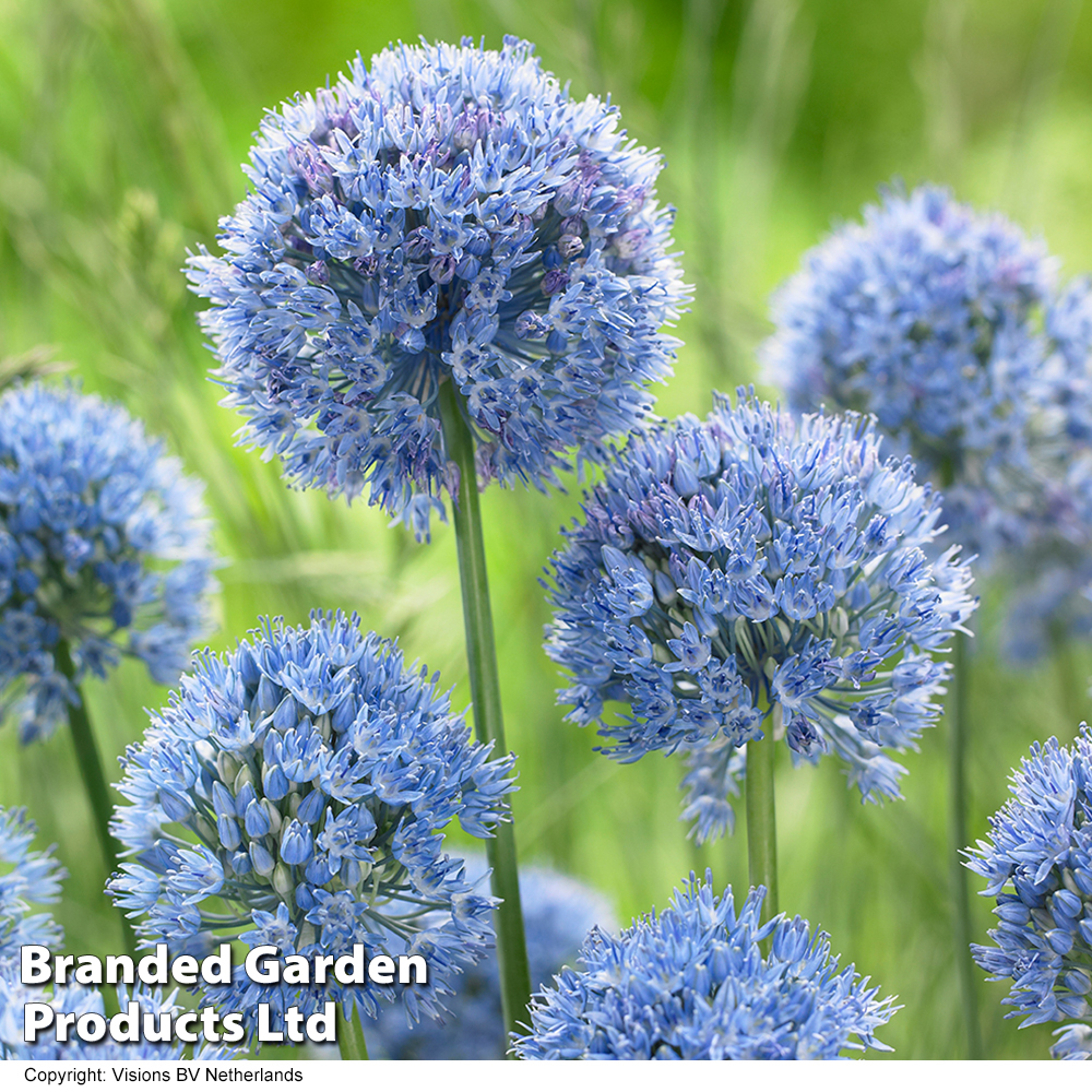 Allium caeruleum | Compare The Build