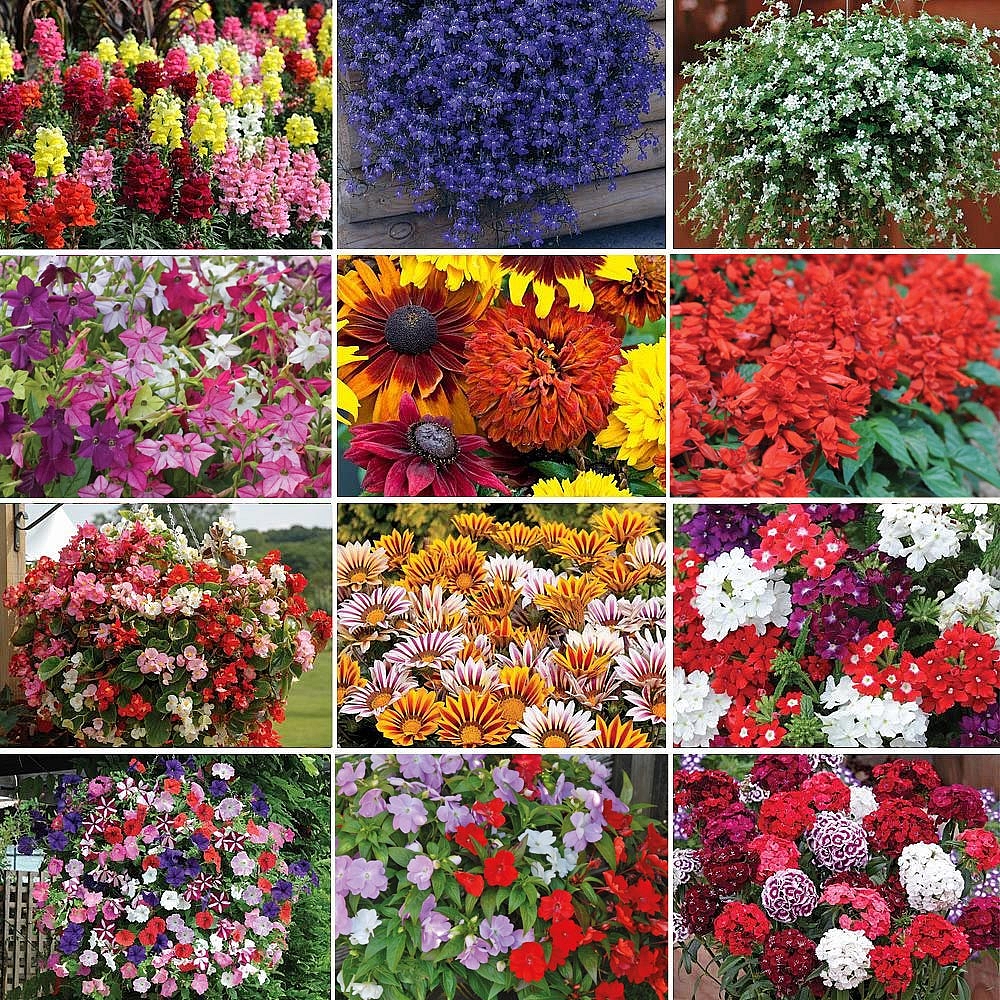 Nurserymans Choice Annual Summer Bedding Mix Price Comparisons | Compare The Build