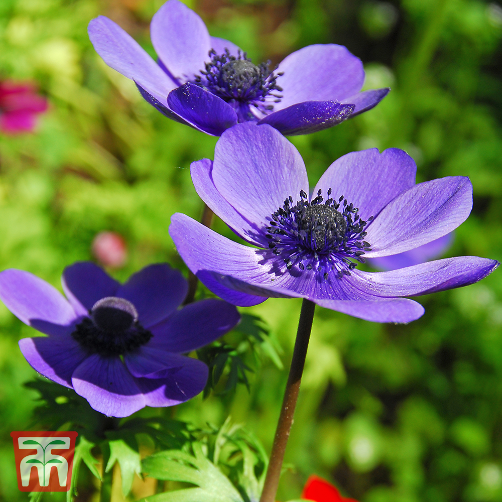 Anemone coronaria 'Mr Fokker' (De Caen Group) Price Comparisons | Compare The Build