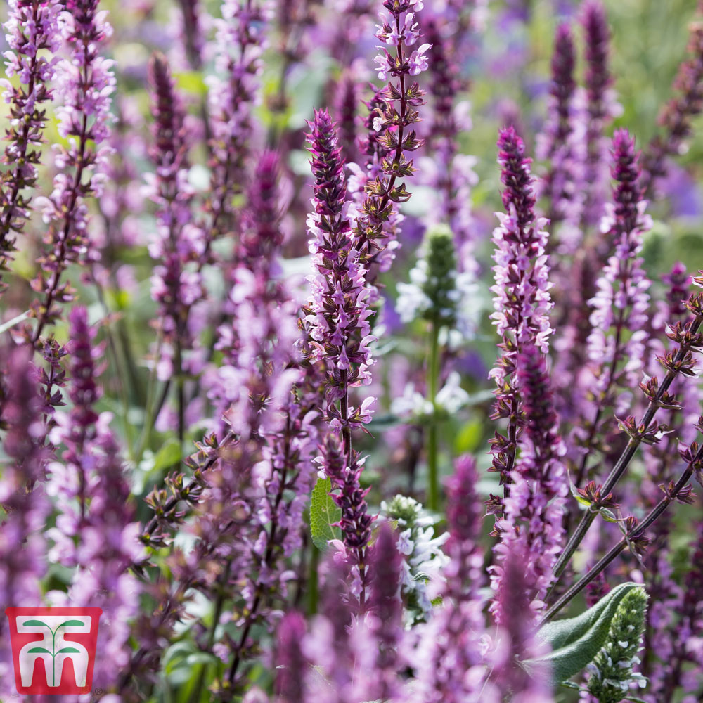 Salvia nemorosa 'Caradonna Pink Inspiration' Price Comparisons | Compare The Build