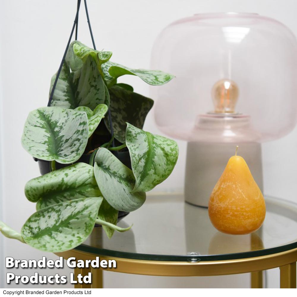 Scindapsus pictus 'Trebie' Price Comparisons | Compare The Build
