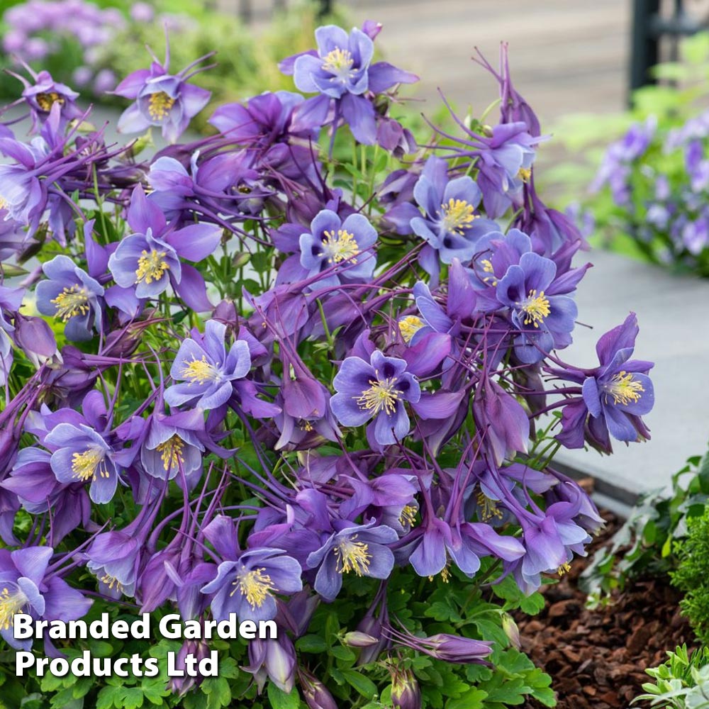 Aquilegia ?Earlybird? Purple Blue? Price Comparisons | Compare The Build