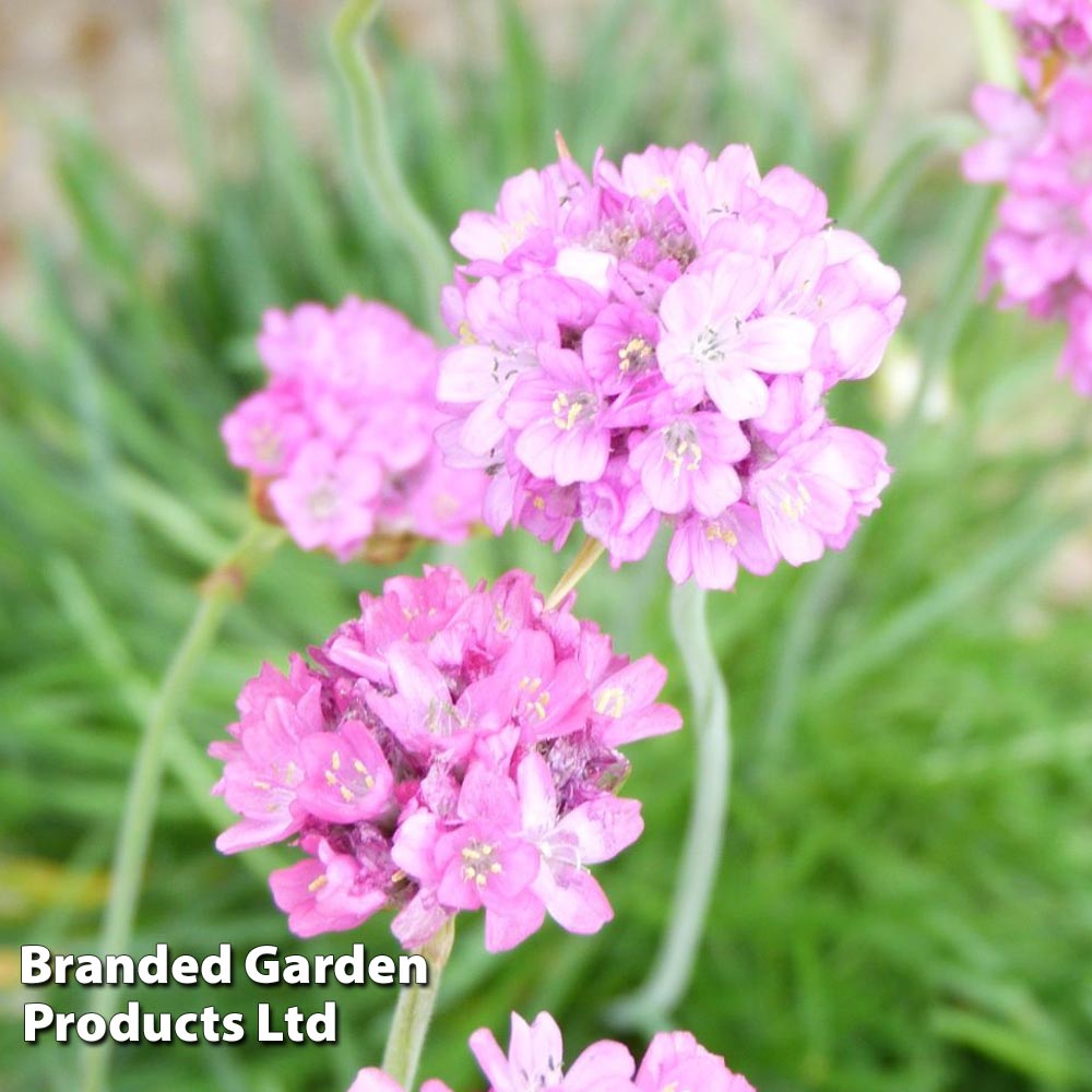 Armeria maritima 'Splendens' | Compare The Build