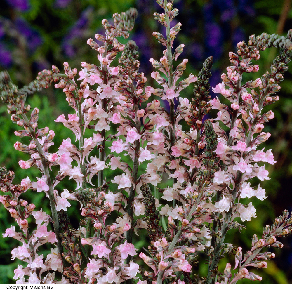 Linaria purpurea | Compare The Build