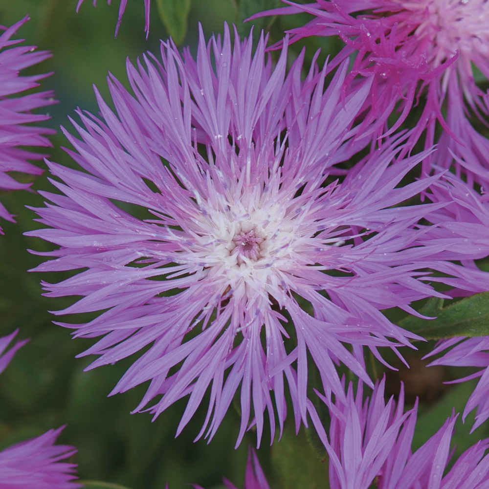 Centaurea dealbata Price Comparisons | Compare The Build