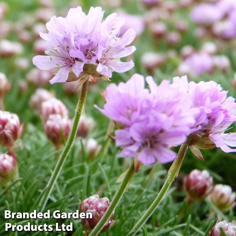 Armeria caespitosa | Compare The Build