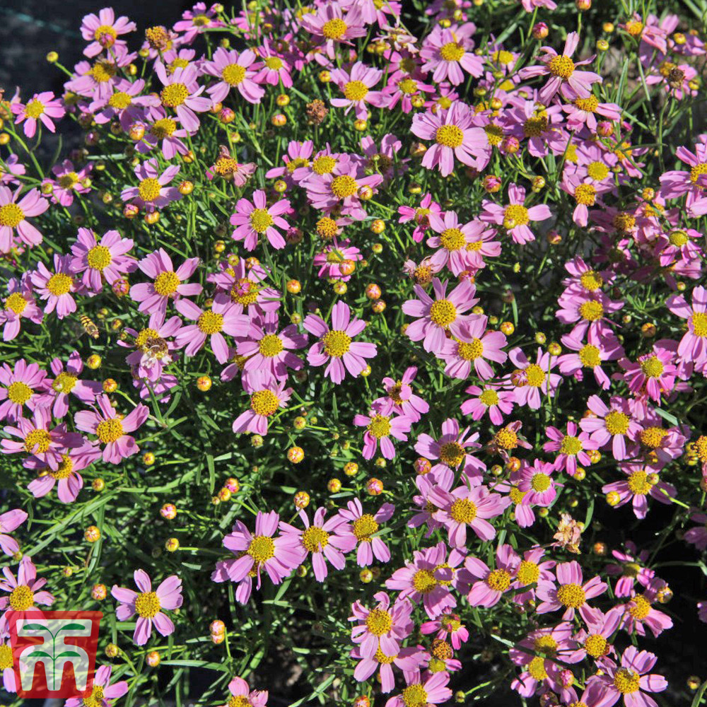 Coreopsis rosea 'American Dream' Price Comparisons | Compare The Build