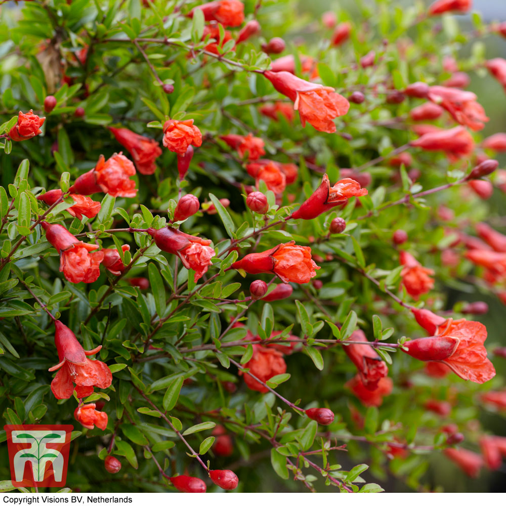 Dwarf Pomegranate Plant (House Plant Seeds) Price Comparisons | Compare The Build