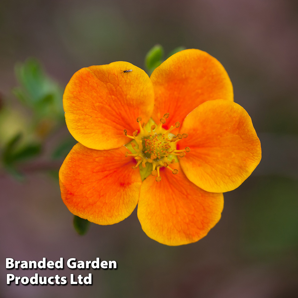 Potentilla fruticosa Plant - Hopleys Orange Price Comparisons | Compare The Build